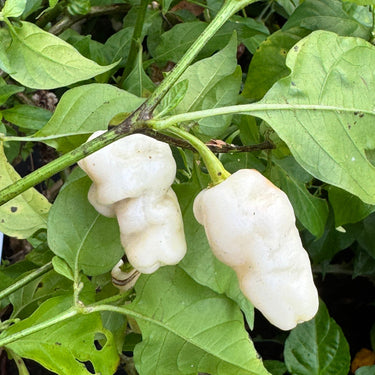 Banestrain White - Seeds - The Pepper Pantry (Formerly Marie Sharp's)